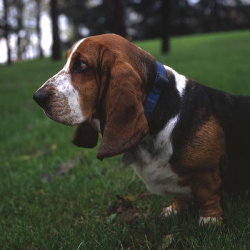 https://images.dog.ceo/breeds/hound-basset/n02088238_11113.jpg