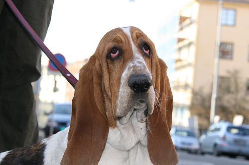 https://images.dog.ceo/breeds/hound-basset/n02088238_11124.jpg