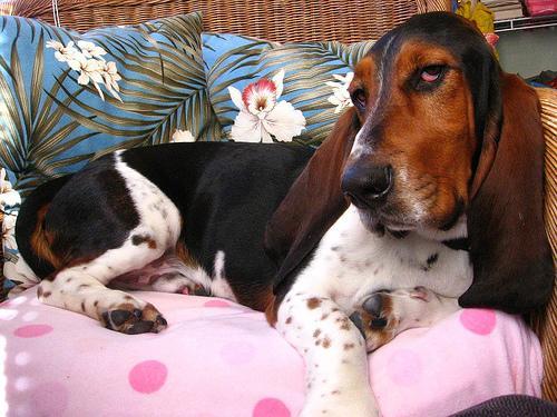 https://images.dog.ceo/breeds/hound-basset/n02088238_11136.jpg