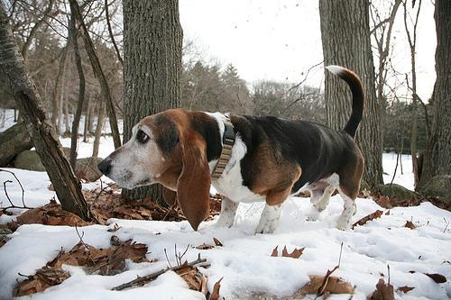 https://images.dog.ceo/breeds/hound-basset/n02088238_11148.jpg