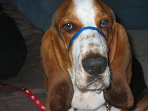 https://images.dog.ceo/breeds/hound-basset/n02088238_11200.jpg