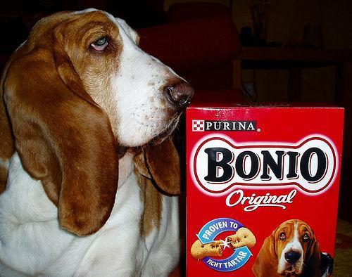 https://images.dog.ceo/breeds/hound-basset/n02088238_11223.jpg