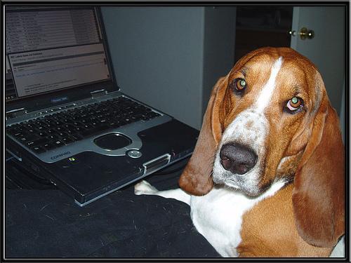 https://images.dog.ceo/breeds/hound-basset/n02088238_11339.jpg