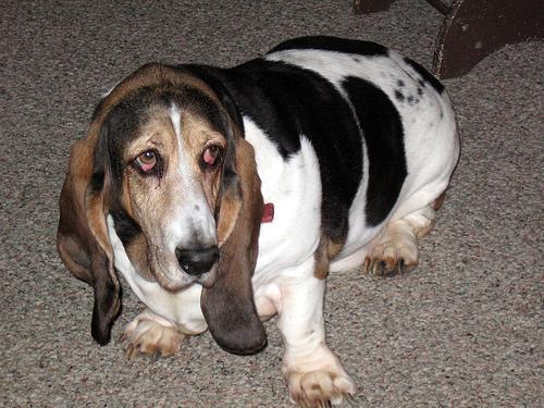 https://images.dog.ceo/breeds/hound-basset/n02088238_11383.jpg