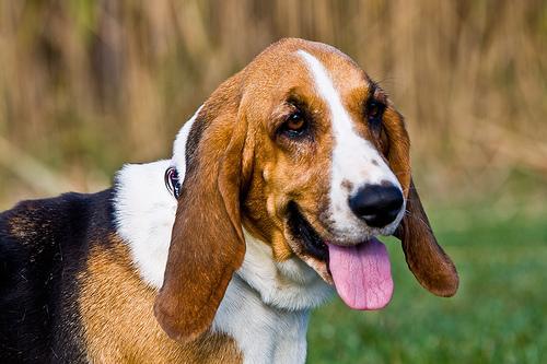 https://images.dog.ceo/breeds/hound-basset/n02088238_11511.jpg