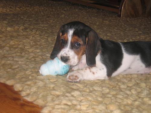 https://images.dog.ceo/breeds/hound-basset/n02088238_11522.jpg