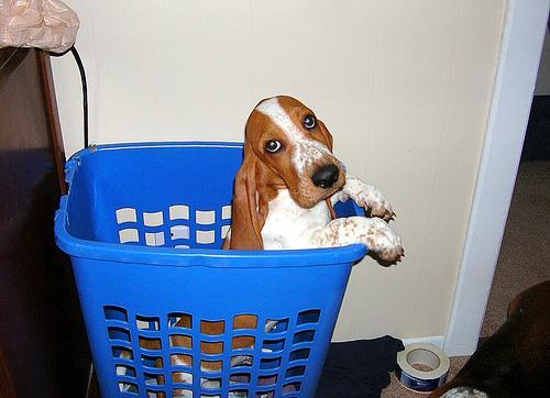 https://images.dog.ceo/breeds/hound-basset/n02088238_11542.jpg