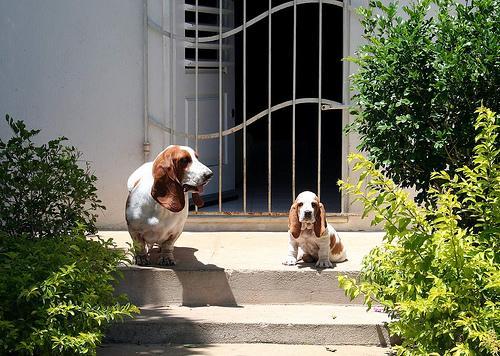 https://images.dog.ceo/breeds/hound-basset/n02088238_11635.jpg