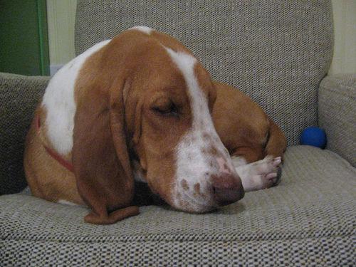 https://images.dog.ceo/breeds/hound-basset/n02088238_11846.jpg