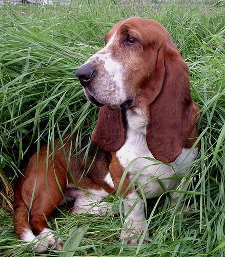 https://images.dog.ceo/breeds/hound-basset/n02088238_11849.jpg