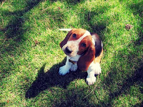 https://images.dog.ceo/breeds/hound-basset/n02088238_12160.jpg