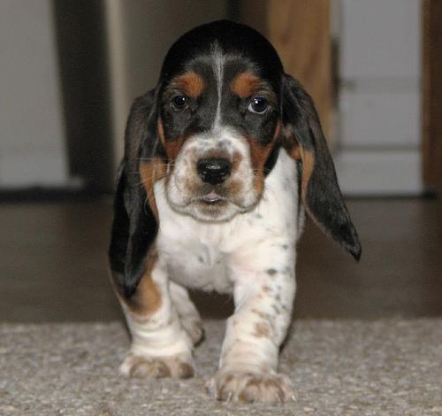 https://images.dog.ceo/breeds/hound-basset/n02088238_12196.jpg