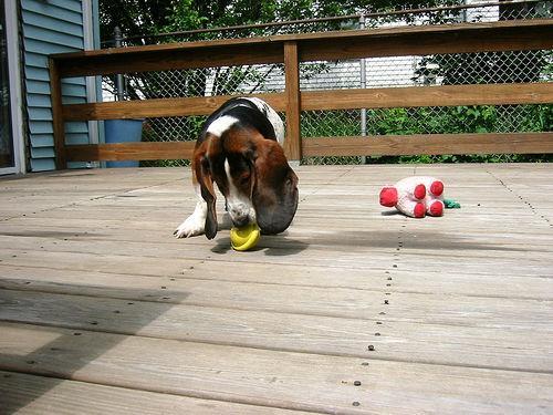 https://images.dog.ceo/breeds/hound-basset/n02088238_12469.jpg