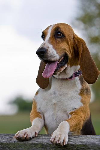 https://images.dog.ceo/breeds/hound-basset/n02088238_12555.jpg