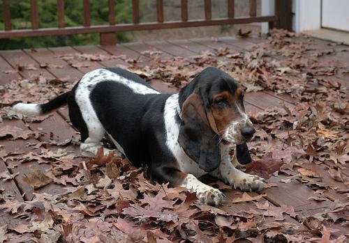 https://images.dog.ceo/breeds/hound-basset/n02088238_12563.jpg