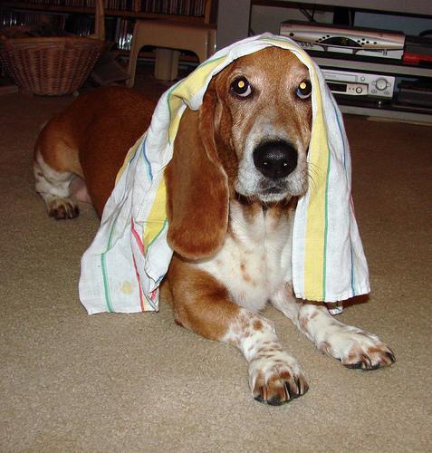 https://images.dog.ceo/breeds/hound-basset/n02088238_1261.jpg