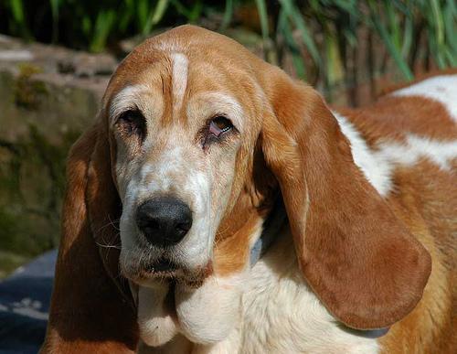 https://images.dog.ceo/breeds/hound-basset/n02088238_12966.jpg