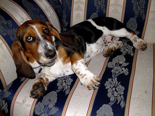 https://images.dog.ceo/breeds/hound-basset/n02088238_13036.jpg