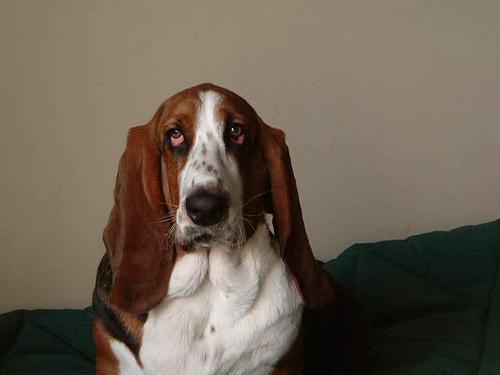 https://images.dog.ceo/breeds/hound-basset/n02088238_13079.jpg