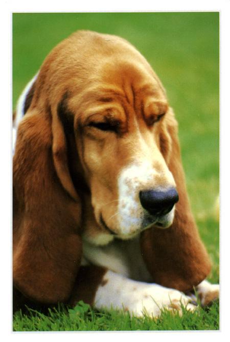 https://images.dog.ceo/breeds/hound-basset/n02088238_13199.jpg