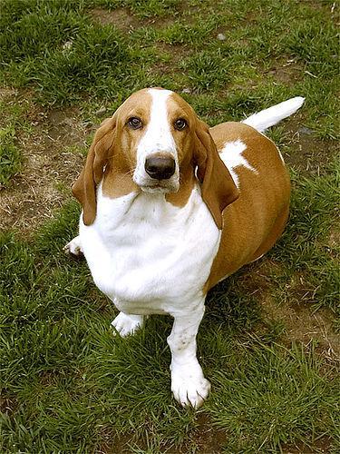 https://images.dog.ceo/breeds/hound-basset/n02088238_13373.jpg