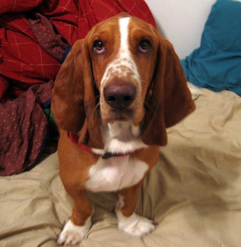 https://images.dog.ceo/breeds/hound-basset/n02088238_13439.jpg