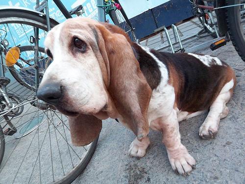 https://images.dog.ceo/breeds/hound-basset/n02088238_13683.jpg