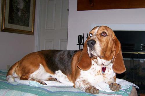 https://images.dog.ceo/breeds/hound-basset/n02088238_13709.jpg