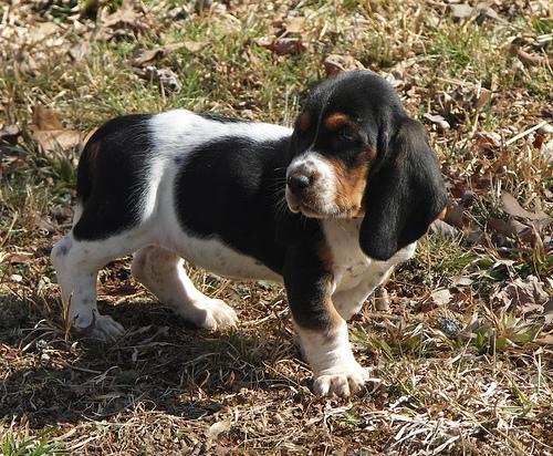 https://images.dog.ceo/breeds/hound-basset/n02088238_13799.jpg