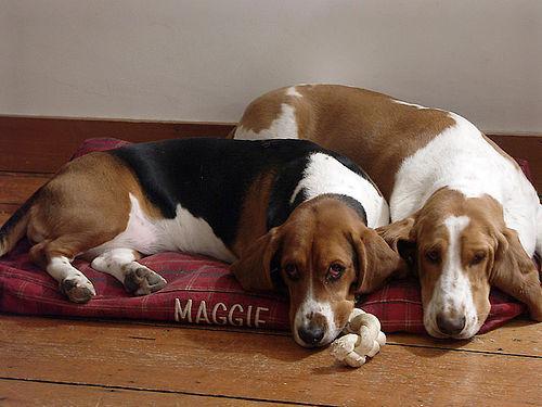 https://images.dog.ceo/breeds/hound-basset/n02088238_13847.jpg