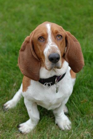 https://images.dog.ceo/breeds/hound-basset/n02088238_13908.jpg