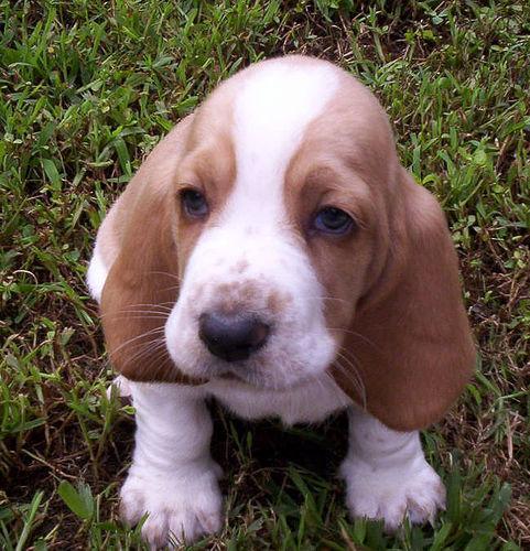 https://images.dog.ceo/breeds/hound-basset/n02088238_1454.jpg