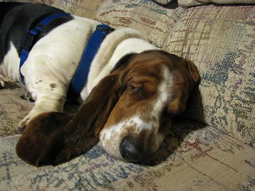 https://images.dog.ceo/breeds/hound-basset/n02088238_1731.jpg