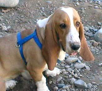 https://images.dog.ceo/breeds/hound-basset/n02088238_1944.jpg