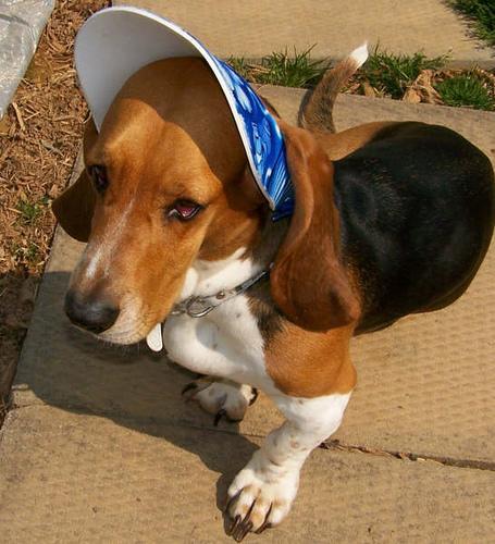 https://images.dog.ceo/breeds/hound-basset/n02088238_2009.jpg