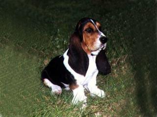 https://images.dog.ceo/breeds/hound-basset/n02088238_2217.jpg