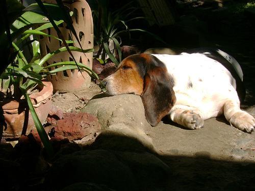 https://images.dog.ceo/breeds/hound-basset/n02088238_2574.jpg