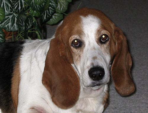 https://images.dog.ceo/breeds/hound-basset/n02088238_2674.jpg