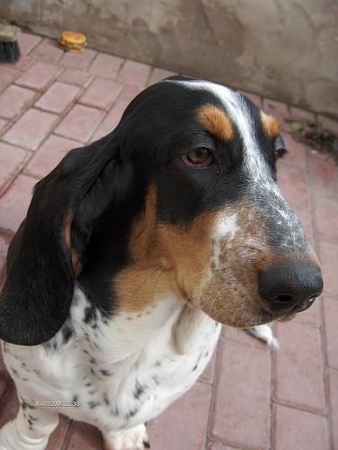 https://images.dog.ceo/breeds/hound-basset/n02088238_2686.jpg