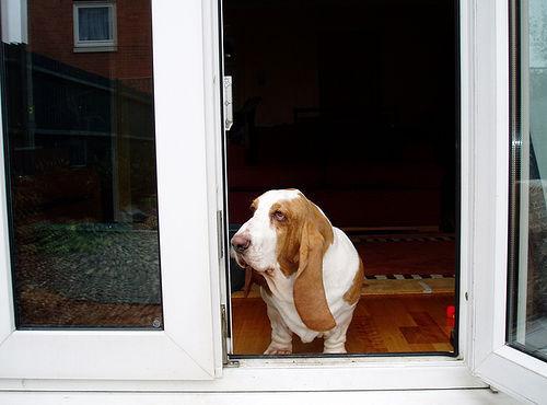 https://images.dog.ceo/breeds/hound-basset/n02088238_3359.jpg