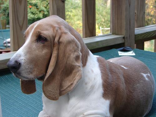 https://images.dog.ceo/breeds/hound-basset/n02088238_3475.jpg