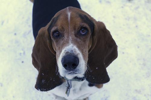 https://images.dog.ceo/breeds/hound-basset/n02088238_3579.jpg