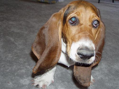 https://images.dog.ceo/breeds/hound-basset/n02088238_363.jpg