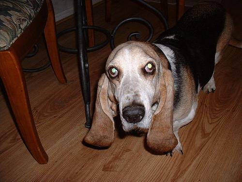 https://images.dog.ceo/breeds/hound-basset/n02088238_4182.jpg