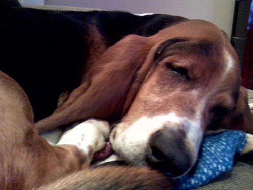 https://images.dog.ceo/breeds/hound-basset/n02088238_4365.jpg