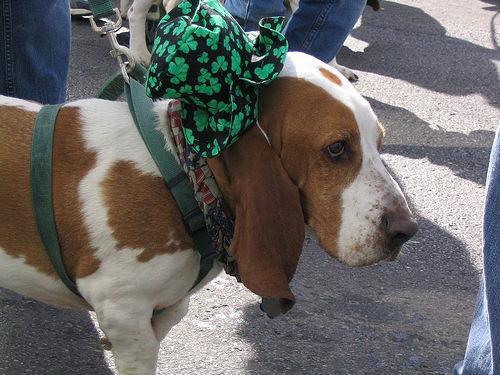 https://images.dog.ceo/breeds/hound-basset/n02088238_4374.jpg