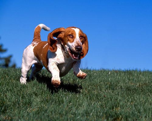 https://images.dog.ceo/breeds/hound-basset/n02088238_490.jpg