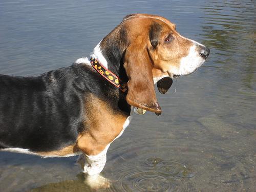 https://images.dog.ceo/breeds/hound-basset/n02088238_5239.jpg