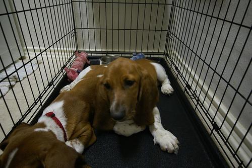 https://images.dog.ceo/breeds/hound-basset/n02088238_5441.jpg