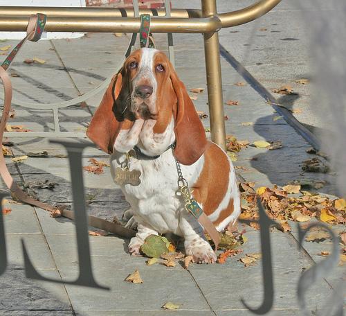 https://images.dog.ceo/breeds/hound-basset/n02088238_600.jpg